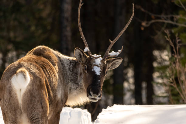 istock Wild caribou seen in spring winter time with snow background 1495166489