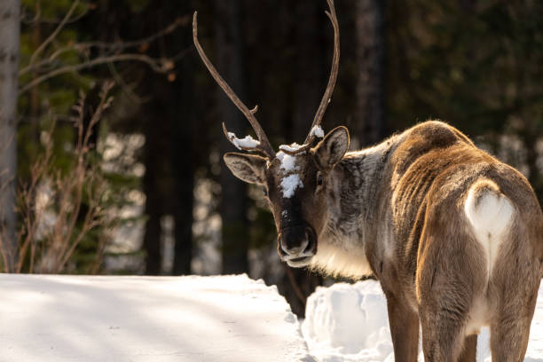 istock Wild caribou seen in spring winter time with snow background 1495166490