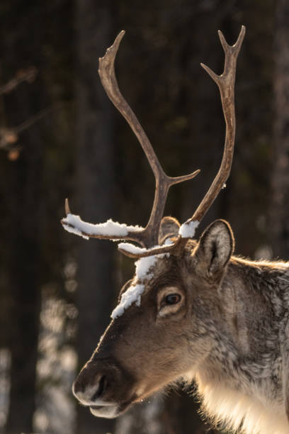 istock Wild caribou seen in spring winter time with snow background 1495166534