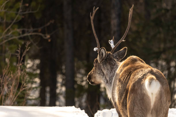 istock Wild caribou seen in spring winter time with snow background 1495166589