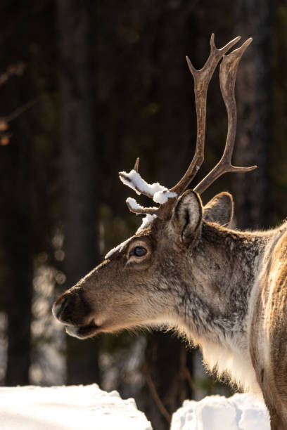 istock Wild caribou seen in spring winter time with snow background 1495166736