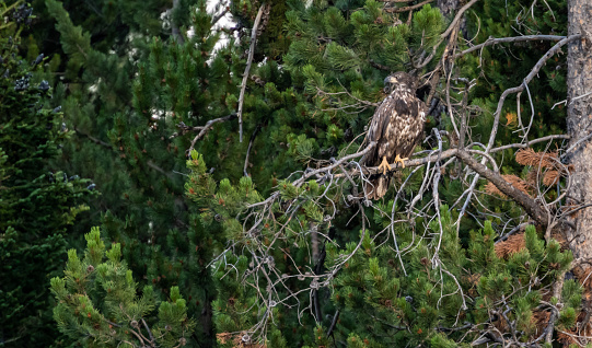 Juvenile Bald Eagle Sits On A Tangle Of Pine Branches in Grand Teton National Park