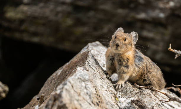 istock Whiskers Stand Out As Pika Looks At Camera 1495168391