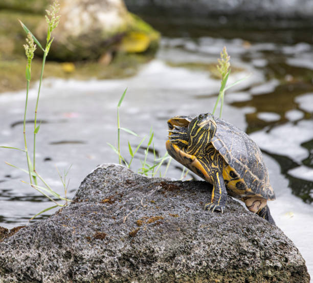 istock Frog sunbaths, at the base of a water falls while standing on three legs 1495169311