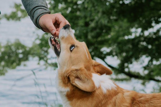 istock Handing a Corgi a Treat on a Camping Trip 1495170668