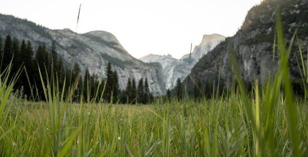 The peaceful and tranquil El Capitan meadows in the Yosemite National Park at the valley floor. Dead trees, burnt trees, grass areas, thick forests, and merced river and mountain views.