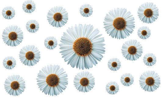 Beautiful Texture of White daisy in Bloom Background backdrop