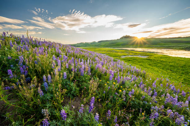 istock Sunburst Over Lupin Blooms Along Yellowstone River 1495172166