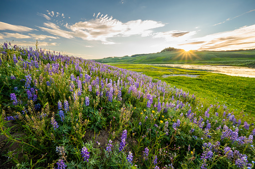 Sunburst Over Lupin Blooms Along Yellowstone River in Hayden Valley
