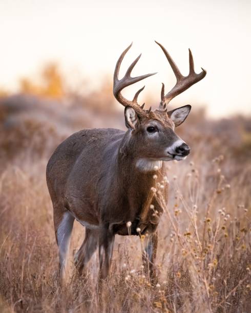istock Mature White-tailed buck 1495173242