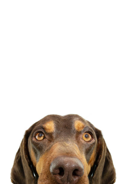 Portrait peeking doberman pinscher mixed breed hide. Isolated on white background