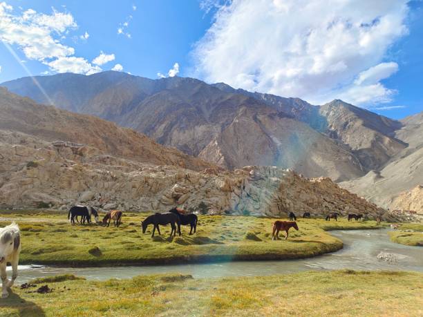 istock Ladakh Horses 1495174640