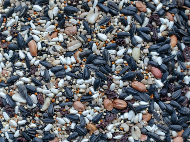 istock Close-up view of bird seed 1495176500