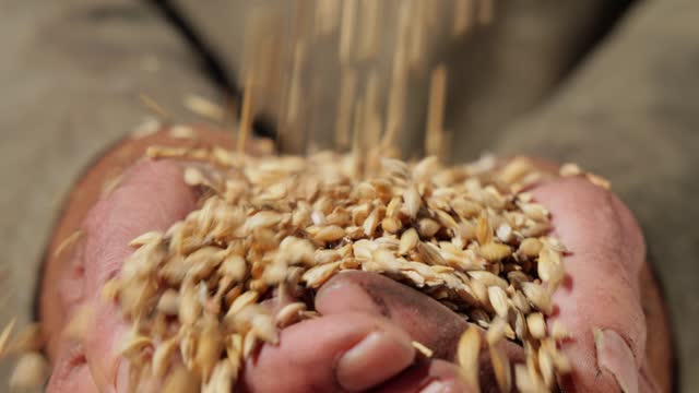 Farmer inspects his crop of hands hold ripe wheat seeds.