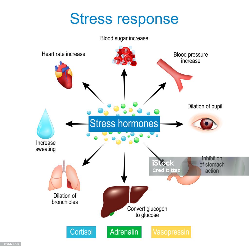 Functional Stress Stress Response Fightorflight Response Stress Hormones Stock ...