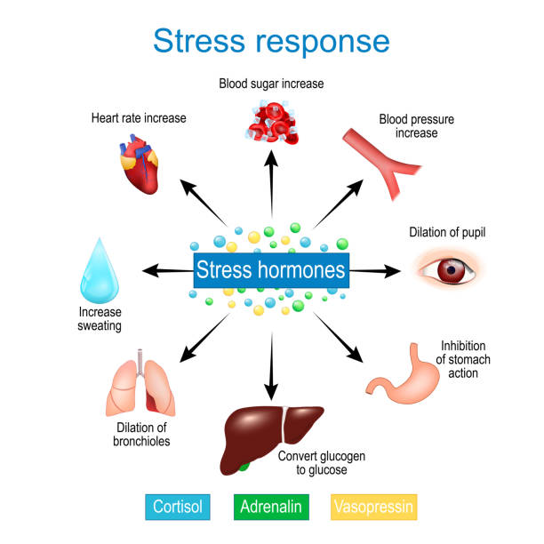 Stress response. Fight-or-flight response. stress hormones. vector art illustration