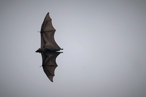 A bat flying at night over the city of Jaffna in Sri Lanka
