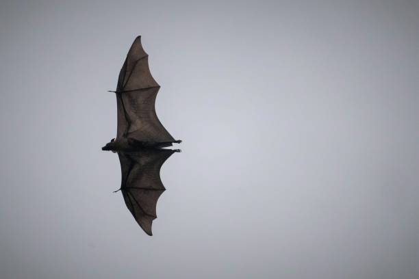 A bat flying at night over the city of Jaffna in Sri Lanka stock photo