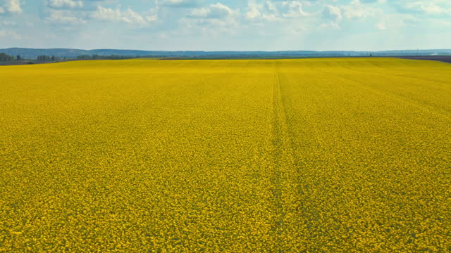 Aerial view of yellow canola field at sunny day