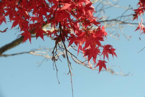 the red leaves are almost visible on this tree in the fall