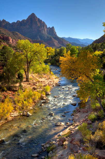 Autumn in Zion Afternoon light strikes the colorful trees in Zion National Park. zion river stock pictures, royalty-free photos & images