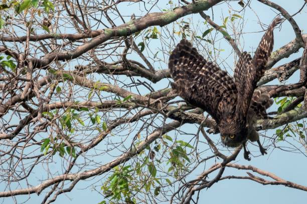 Brown fish owl takes off in flight from a branch stock photo