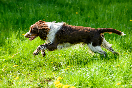 Dog (English Springer Spaniel) running in a flower meadow