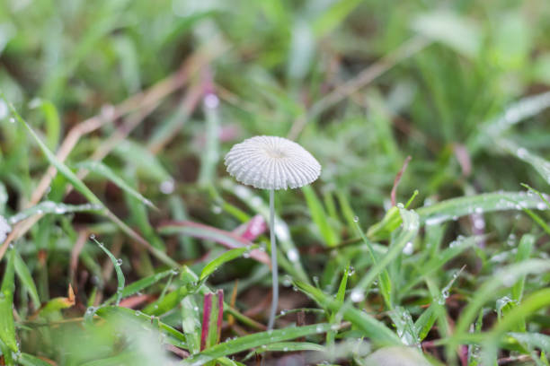 Mushroom grow up in the leaf and water drops on the leaf in morning time. concept close up style.