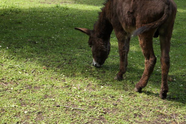 istock Donkey on the farm 1495181187