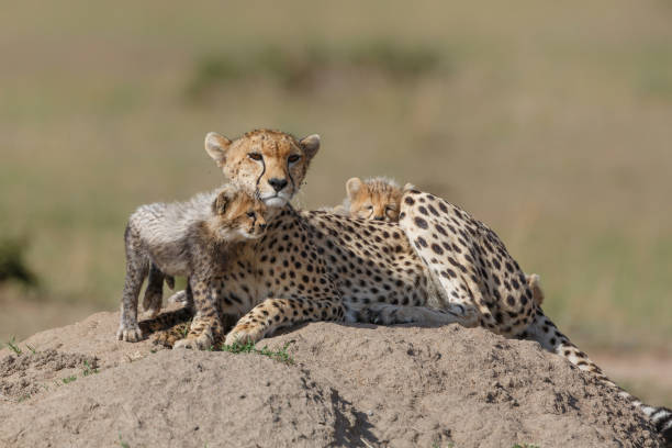 istock Cheetah with her cubs in the Masai Mara Game Reserve 1495181599