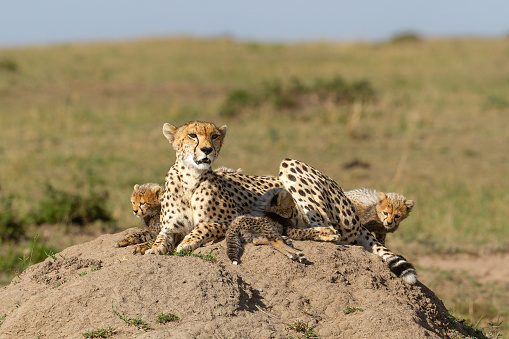 Cheetah (Acinonyx jubatus) with her cubs resting on a termite mound in the Masai Mara Game Reserve in Kenya