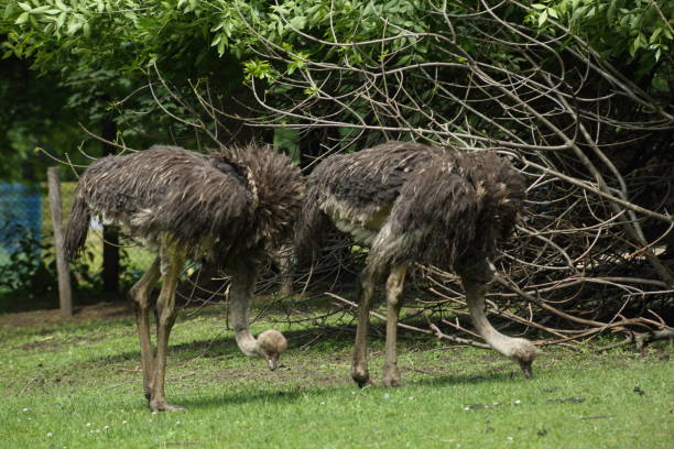 istock Emu on the farm 1495181601