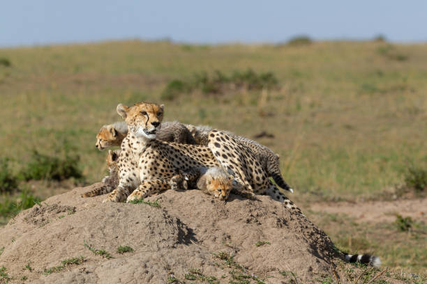 istock Cheetah with her cubs in the Masai Mara Game Reserve 1495181604