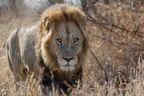 istock Lion male in the Kruger National Park 1495181621