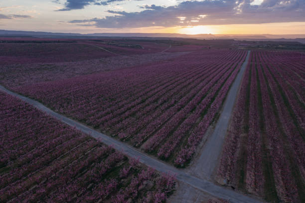 istock Crossroads in a peach field 1495181629