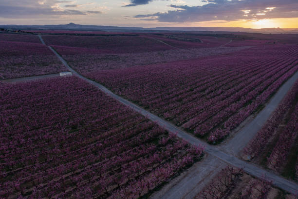 istock Crossroads in a peach field 1495181633