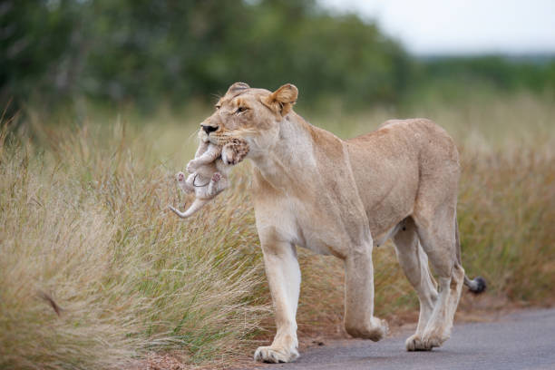 istock Lioness carrying her cub in Kruger National Park 1495182143