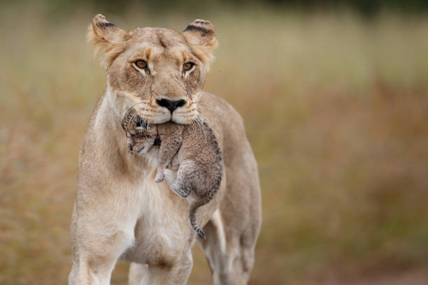 istock Lioness carrying her cub in Kruger National Park 1495182156