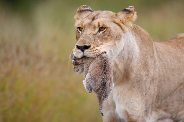 istock Lioness carrying her cub in Kruger National Park 1495182158