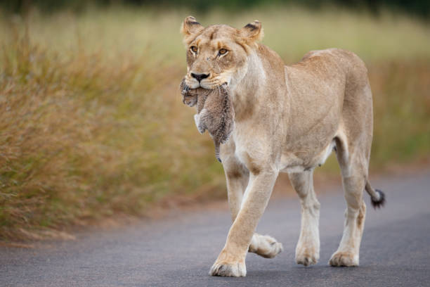 istock Lioness carrying her cub in Kruger National Park 1495182199