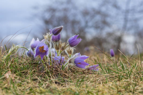 Pasque flowers on spring field. Photo Pulsatilla grandis with nice bokeh. Pasque flowers on spring field. Photo Pulsatilla grandis with nice bokeh. pulsatilla grandis field stock pictures, royalty-free photos & images