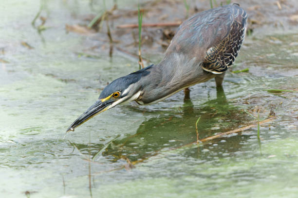 istock Green-backed Heron in Kruger National Park 1495182461