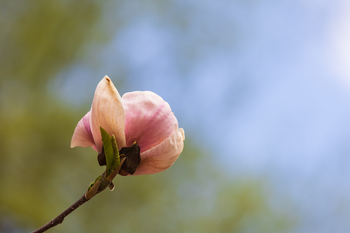 Beautiful pink flowers of the Magnolia tree - Magnoliaceae