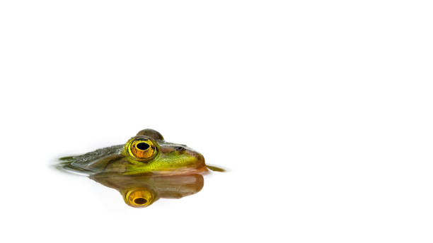 The shot in the studio from Japan frog pet