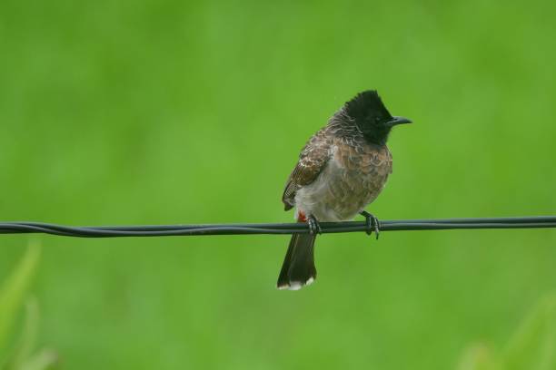 istock Red-vented bulbul perched on a wire against a green background 1495183682