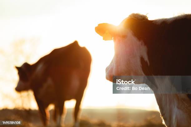 Spring Time Cow Two Regenerative Agriculture Cows In Golden Hour Sunlight In Swedish ...