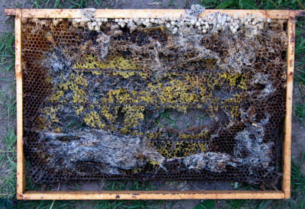 istock Terrible wax bee frame eaten by parasites. 1495184163