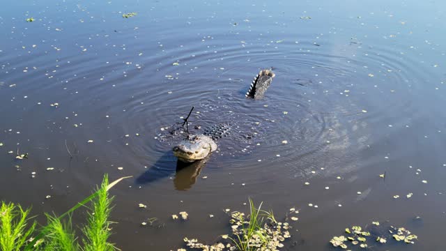 Large Alligator Growling in Florida lake.