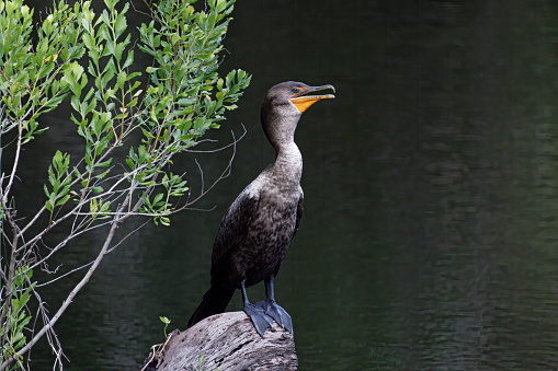A Double-crested Cormorant in the James E. Gray Preserve in New Port Richey, a small city in west, central Florida