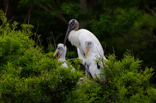 A Wood Stork and two nestlings in a nest in Port Richey, Florida. Port Richey is on the Gulf of Mexico west in west central Florida.